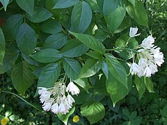 Staphylea trifolia a1.jpg