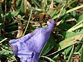 "Starr-080417-4116-Jacaranda_mimosifolia-flower_with_bee_sipping_from_back-Makawao-Maui_(24880706276).jpg" by User:Tyler ser Noche