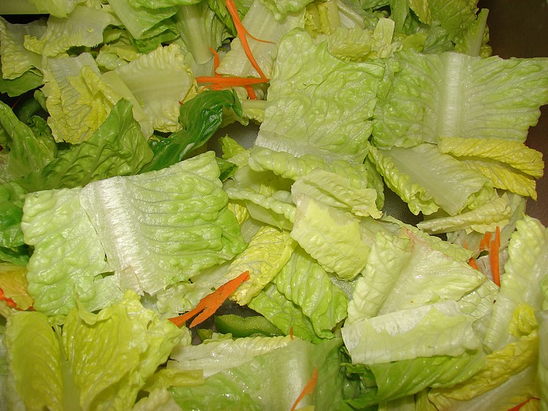 File:Starr-080605-6735-Lactuca sativa-salad bar item-Clipper House Sand Island-Midway Atoll (24286317634).jpg