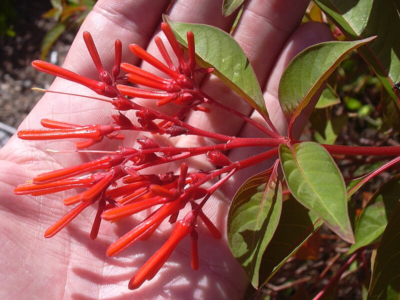 File:Starr 031108-2009 Hamelia patens.jpg