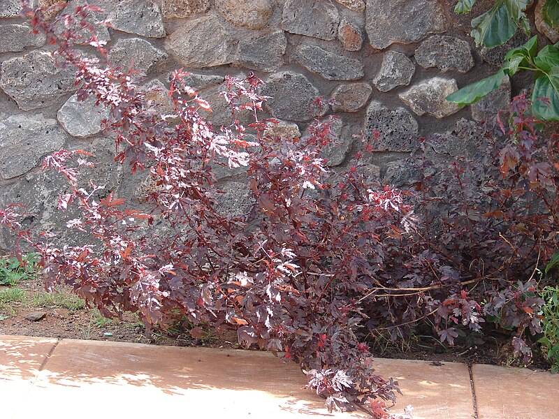 File:Starr 070221-4830 Hibiscus acetosella.jpg