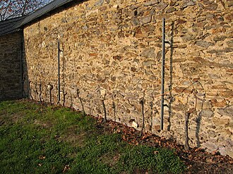 Vines next to the wall that are used to produce Mauerwein. Steinberg Rheingau 4.jpg