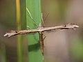 Stenoptilia pterodactyla (Linnaeus, 1761)