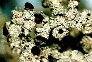 Stereocaulon tomentosum-5.jpg