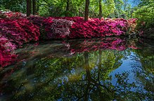 Azalea flowers around a still pond in London's Richmond Park Still Pond 2, Isabella Plantation, Richmond Park, London, UK - Diliff.jpg