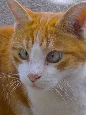 Strabismo nel gatto, che rende lo sguardo ipnotico