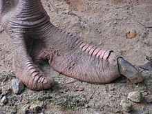 Ostrich foot integument (podotheca) Straussenfuss.jpg