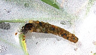 <i>Psilotreta labida</i> Species of caddisfly