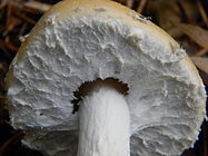 Stropharia ambigua 128520.jpg