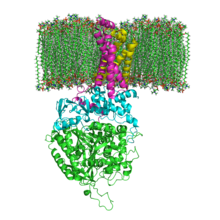 Succinate Dehydrogenase 1YQ3 and Membrane.png