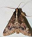Sundowner Moth (Sphingomorpha chlorea) (32520092825).jpg
