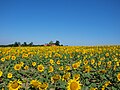 Sunflower fields in Šumadija.jpg