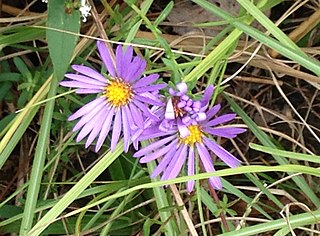 <i>Symphyotrichum grandiflorum</i> Species of flowering plant in the family Asteraceae endemic to the southeastern United States