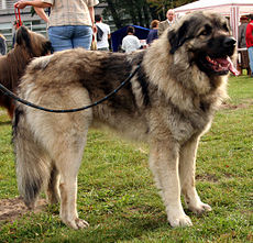 Cane Da Pastore Di Ciarplanina: Etimologia, Storia, Descrizione