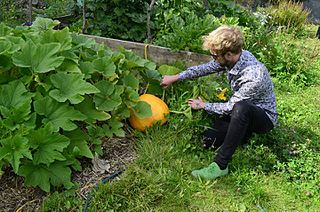 Grow Heathrow Land squat in west London