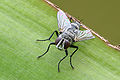 สีเหลือบจากโครงสร้างระดับจุลภาคของปีก ของแมลงวัน Tachinid