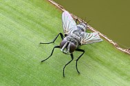 Most tachinids are dull colored, resembling house flies Tachinidae.jpg