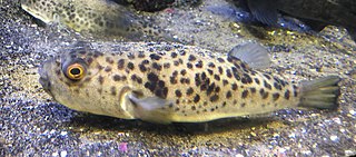 <i>Takifugu pardalis</i> Fish species