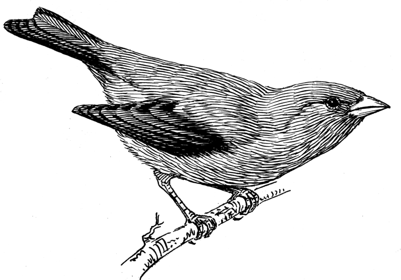 File:Tanager (PSF).png