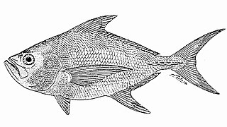 <i>Taractes</i> Genus of fishes