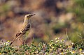 Anthus campestris