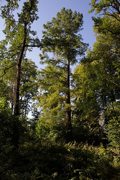 File:Taxodium 1 Rotenturm.jpg