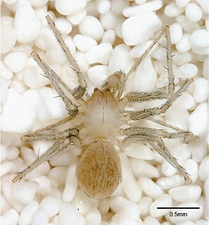 Leptonetoidea Superfamily of arachnids