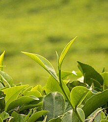 Image result for camellia sinensis