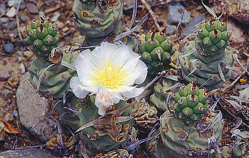 File:Tephrocactus articulatus (8416056000) (2).jpg