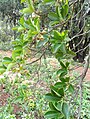 Ternstroemia gymnanthera - Kunming Botanical Garden - DSC02775.JPG