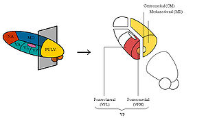 Thalamus: Thalamuskerne, Funktion, Thalamus ventralis