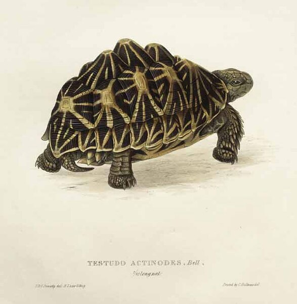 File:Testudo actinodes Bell.jpg