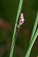 Tetragnatha obtusa