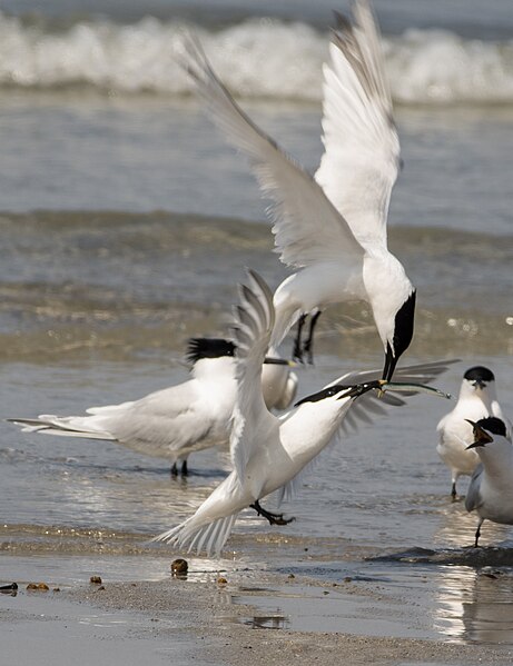 File:Thalasseus sandvicensis (Brandseeschwalbe) vor Helgoland.jpg