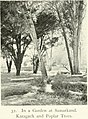 Dense-branched elm (left), Turkestan, c.1912
