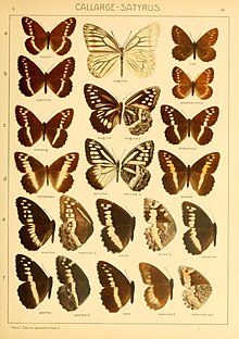 The Macrolepidoptera of the world (Taf. 41) (8145251989).jpg