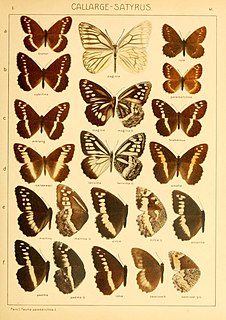 <i>Aulocera brahminus</i> Species of butterfly