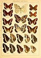 The Macrolepidoptera of the world (Taf. 41) (8145251989).jpg