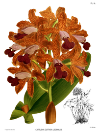 plate 16 Cattleya guttata var. leopoldii Cattleya tigrina