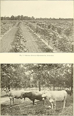 Georgia Station, Experimental vineyards and thoroughbred jerseys, 1900