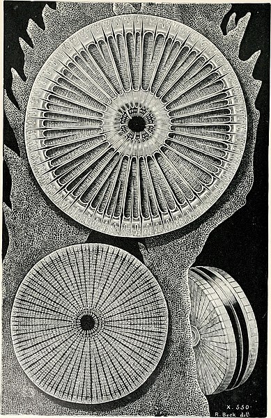 File:The microscope and its revelations (1901) (14764801284).jpg