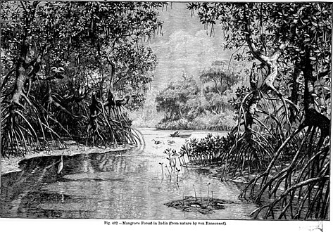 Mangrove forest in India, fig. 482[7]