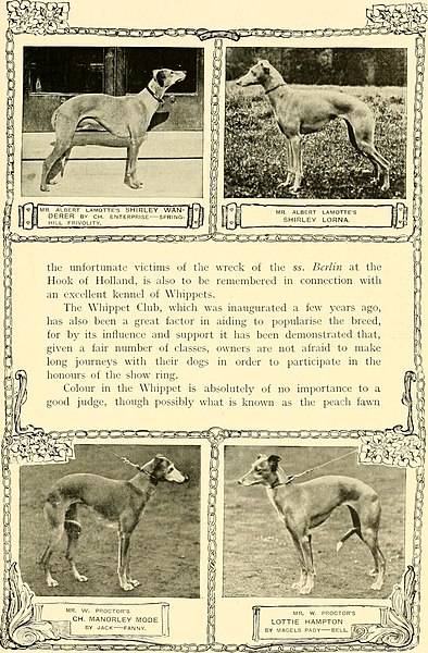 File:The new book of the dog - a comprehensive natural history of British dogs and their foreign relatives, with chapters on law, breeding, kennel management, and veterinary treatment (1911) (14577061550).jpg