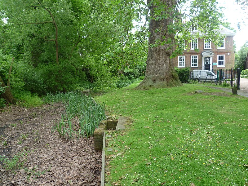 File:The tallest London plane in Britain, Festival Walk, Carshalton (geograph 2993640).jpg