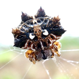 <i>Thelacantha</i> Genus of spiders
