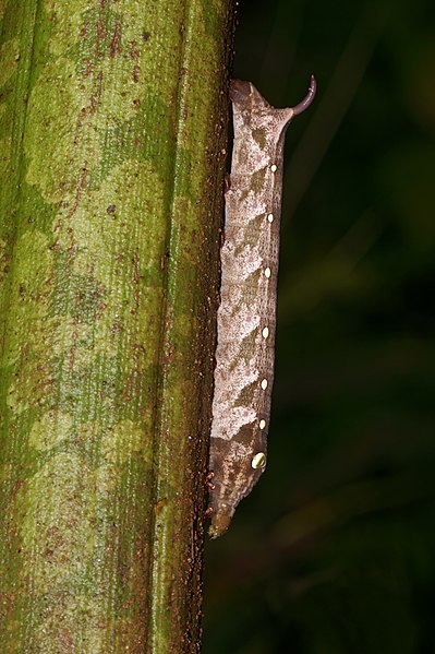 File:Theretra clotho-Kadavoor-2016-08-29-002.jpg