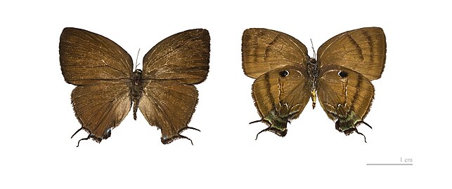 Museum specimen ♀ Both side