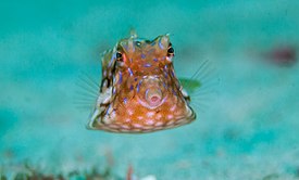 Thornback Cowfish, Lactoria fornasini