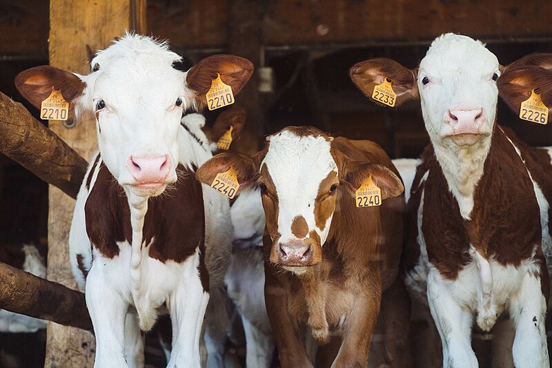 File:Three cows with tags in ears (Unsplash).jpg