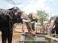 Elefanten am Brunnen während einer Pause beim Festival von Thrissur Puram, Kerala